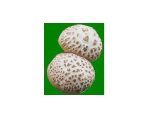 供應(yīng)春栽香菇菌種，品種以9608  ，939