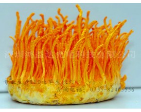 廠家直銷(xiāo)LED蟲(chóng)草生長(zhǎng)燈