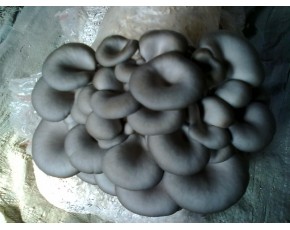 供優(yōu)質(zhì)菌種，菌棒