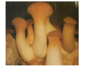 出售杏鮑菇，量大從優(yōu)
