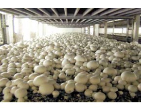 供應雙孢菇、蟹味菇
