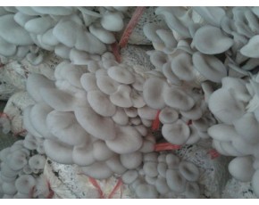 長期大量供應出菇菌棒