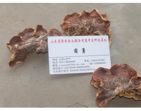 食用菌榆耳，山東永騰榆耳基地批發(fā)零售