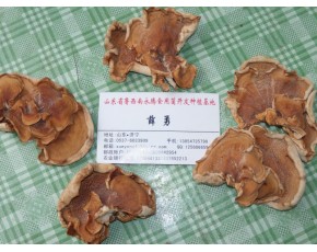 食用菌榆耳，榆耳菌種，榆耳干品批發(fā)零售