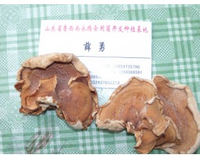 食用菌榆耳基地批發(fā)，永騰榆耳基地，薛勇榆耳零售