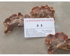 批發(fā)山東食用菌干貨榆耳干品，永騰榆耳基地