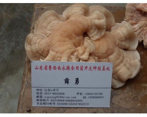 山東永騰榆耳特價批發(fā)零售，榆耳干鮮品