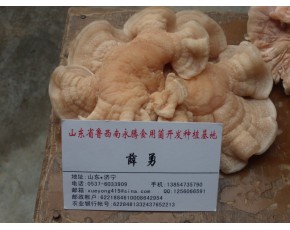 榆耳價格，榆耳批發(fā)零售，山東永騰榆耳基地