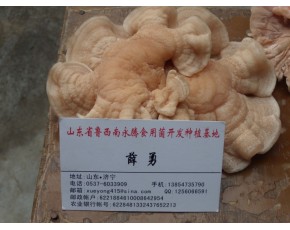 食用菌榆耳批發(fā)價格，請咨詢山東永騰榆耳基地