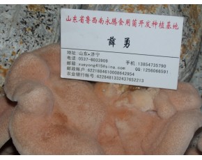 【單片榆耳批發(fā)】食用菌榆耳價(jià)格永騰榆耳基地