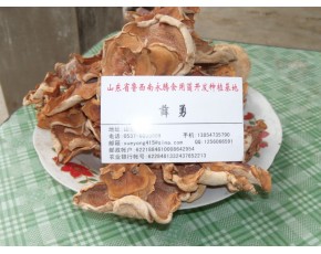 食用菌干品榆耳供應(yīng)，珍惜食用菌種極品單片榆耳