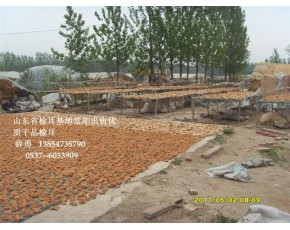 永騰榆耳，食用菌單片榆耳，榆耳干鮮品銷售
