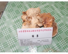 食用菌榆耳營(yíng)養(yǎng)價(jià)值，榆耳怎么食用，永騰榆耳基地