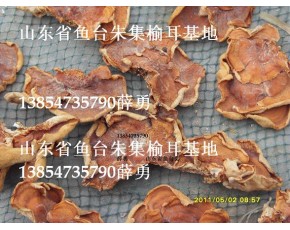 濟(jì)寧榆耳種植基地單片榆耳銷售榆耳薛勇