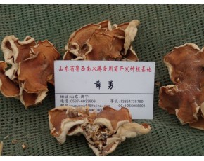 山東榆耳價(jià)格多少，永騰榆耳