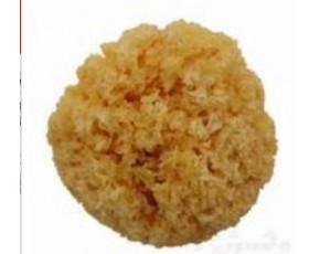 銀耳菌種