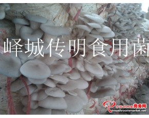 供應(yīng)高溫平菇，姬菇，秀珍菇出菇菌棒