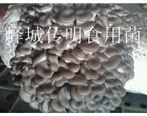 供應(yīng)高溫平菇，姬菇出菇菌棒