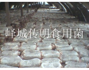 供應(yīng)高溫平菇，秀珍菇，姬菇菌種菌棒