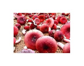 野生大紅菌健康 綠色 美味