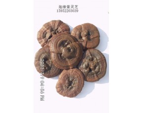 迦緣靈芝