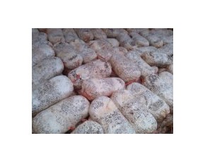 全年供應(yīng)四季平菇，秀珍菇出菇菌棒
