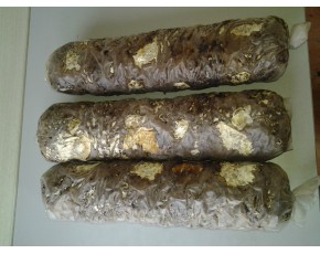 批量供應(yīng)香菇出菇菌棒