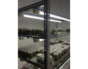 金線蓮專用LED日光燈