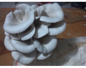 供應(yīng)廣溫，早秋平菇出菇菌棒