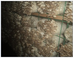 供應(yīng)杏鮑菇，高溫秀珍菇原種，栽培種，指導(dǎo)防空洞