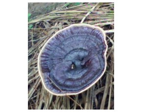 廣東粵北野生靈芝