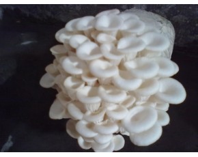 菌種，菌棒