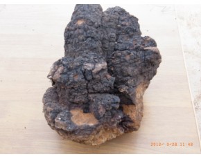 供應(yīng)白樺茸，樺褐孔菌