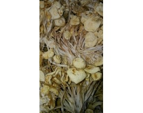 干金針菇