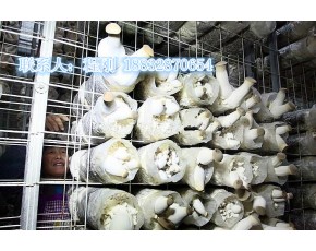廠家供應(yīng)出菇網(wǎng)格、蘑菇網(wǎng)片、食用菌網(wǎng)格