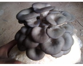 黑平菇