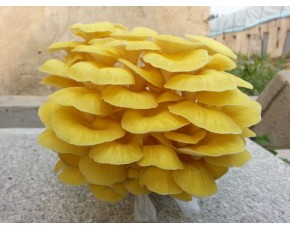 榆黃菇菌種、菌棒、原種