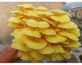 榆黃菇菌種、菌棒、原種