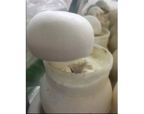 供應(yīng)世紀(jì)香牌工廠化白靈菇
