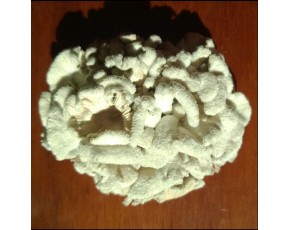 白參菌菇、白參（云南）、樹花（陜西）、白花、雞毛菌（北方）。