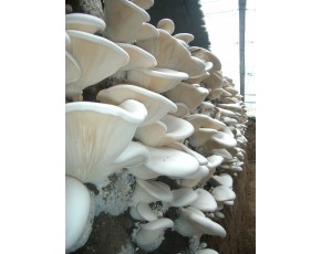 大量供應(yīng)工廠化瓶栽白靈菇?；覙浠ǎ吁U菇，猴頭