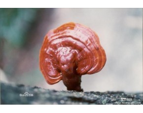 長(zhǎng)白山靈芝