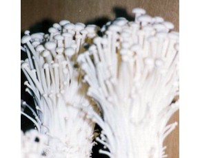 金針菇菌種，菌棒原種