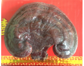 供應(yīng)靈芝