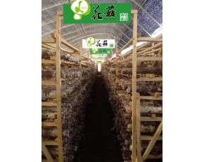遼寧 營(yíng)口 供應(yīng)花菇鮮品、干品