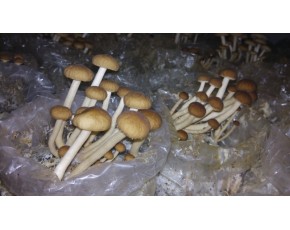 銷售茶樹菇鮮菇，干菇