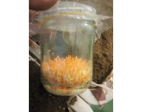 北蟲草免煮免滅菌全開發(fā)接種技術簡介