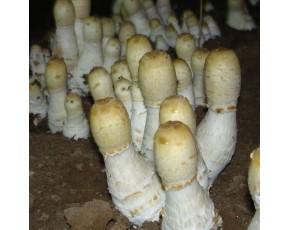 姬菇菌種、菌棒、原種