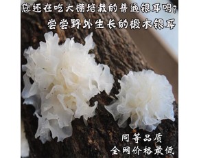 椴木銀耳