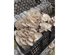 出售平菇，小姬菇